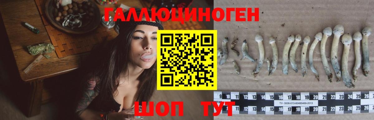 Псилоцибиновые грибы Cubensis Курчалой